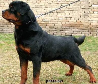 Rottweiler Puppies for Sale