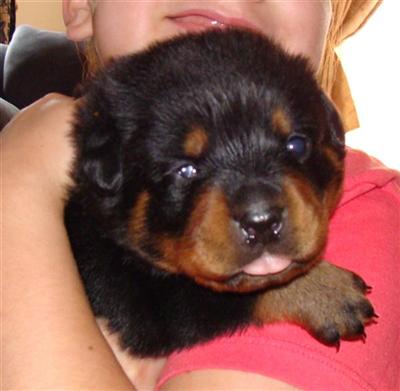Rottweiler Puppies for Sale