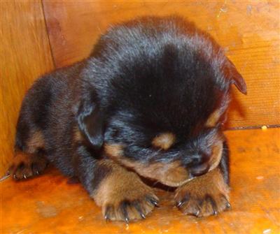 Rottweiler Puppies for Sale