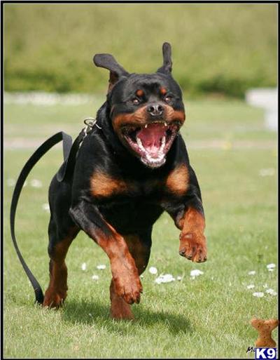 Rottweiler Puppies for Sale