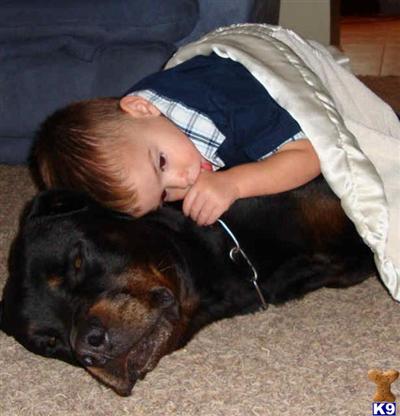 Rottweiler Puppies for Sale