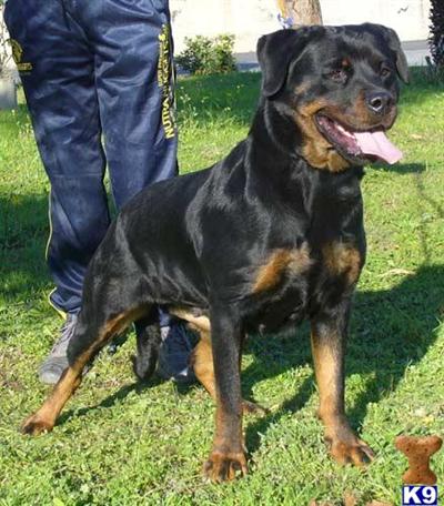 Rottweiler Puppies for Sale