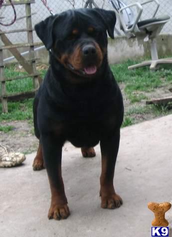 Dogs for Sale