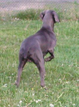 Stud Dogs - Weimaraner