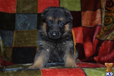 German Shepherd Puppies for Sale
