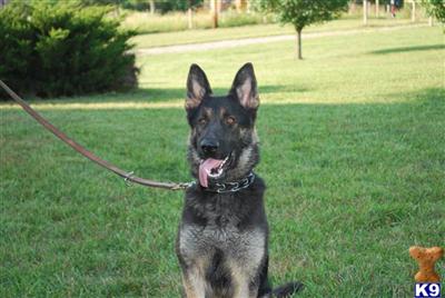 Dogs for Sale in PA