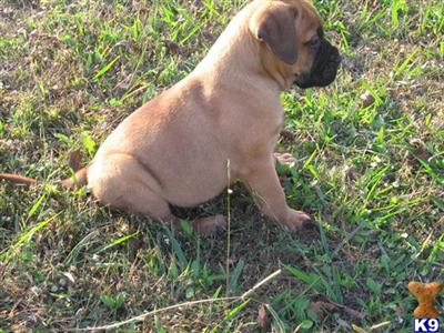Bullmastiff Puppies for Sale