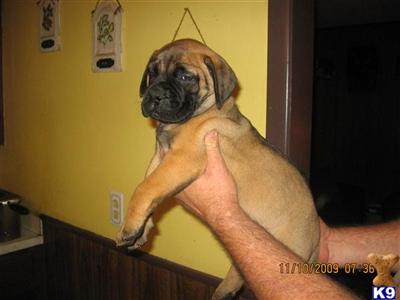 Bullmastiff Puppies for Sale