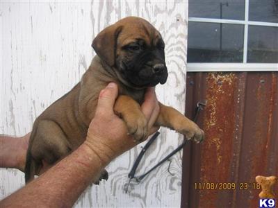 Bullmastiff Puppies for Sale