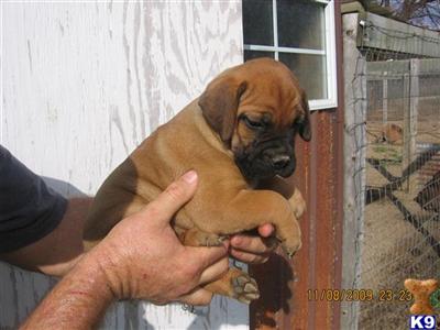 Bullmastiff Puppies for Sale