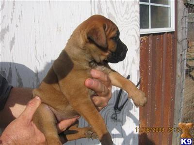 Bullmastiff Puppies for Sale
