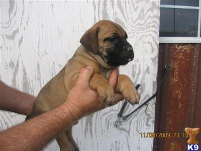 Bullmastiff Puppies for Sale