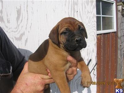 Bullmastiff Puppies for Sale