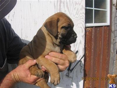 Puppies in AL