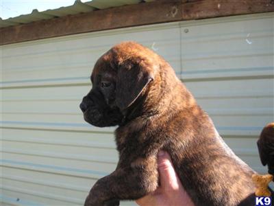 Bullmastiff Puppies for Sale