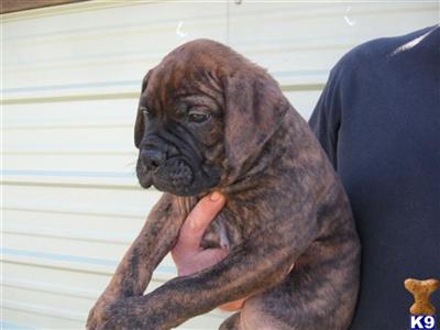 Bullmastiff Puppies for Sale