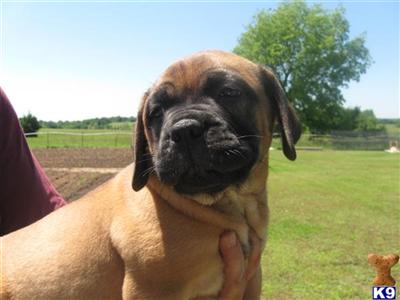 Bullmastiff Puppies for Sale