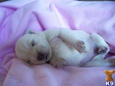 Dogs for Sale in FL