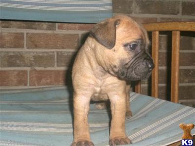 Bullmastiff Puppies for Sale