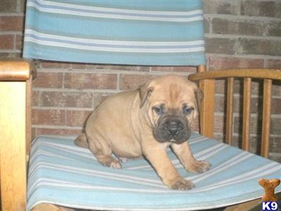 Bullmastiff Puppies for Sale