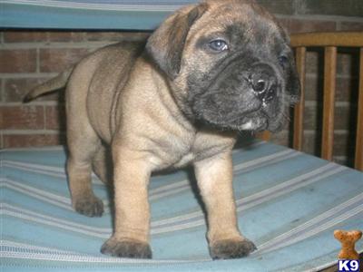 Bullmastiff Puppies for Sale