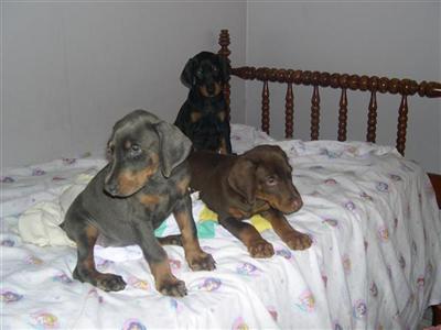 Doberman Pinscher Puppies for Sale