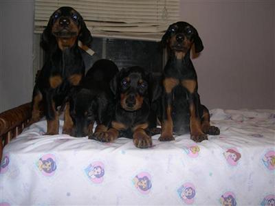 Doberman Pinscher Puppies for Sale