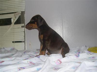 Doberman Pinscher Puppies for Sale