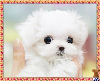 Maltese Puppies for Sale