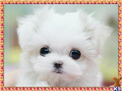 Maltese Puppies for Sale
