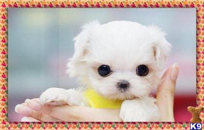 Maltese Puppies for Sale