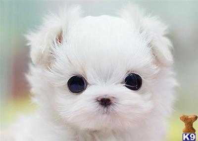 Maltese Puppies for Sale