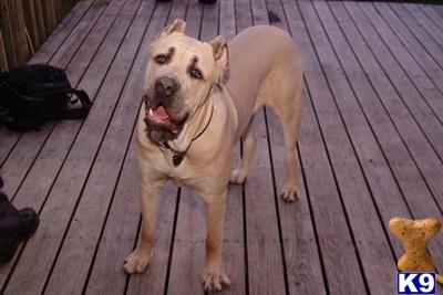 Stud Dogs in MD