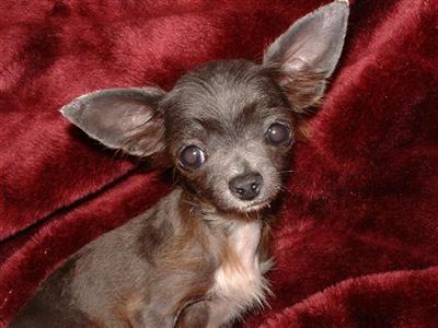 Dogs for Sale in MO