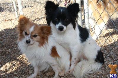 Papillon Puppies for Sale