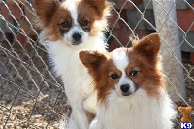 Dogs for Sale in MO