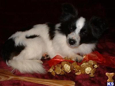 Papillon Puppies for Sale