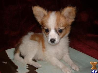 Papillon Puppies for Sale