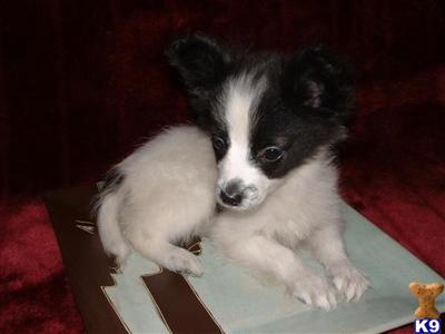 Papillon Puppies for Sale