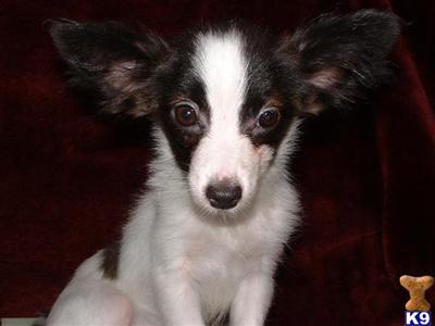 Papillon Puppies for Sale