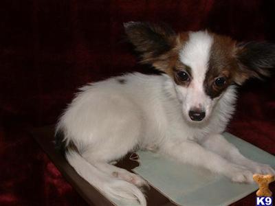 Papillon Puppies for Sale