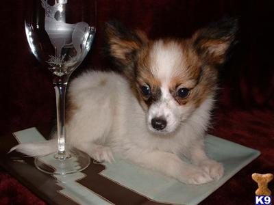 Papillon Puppies for Sale