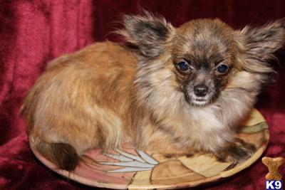 Dogs for Sale