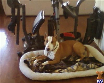 Stud Dogs - Bull Terrier