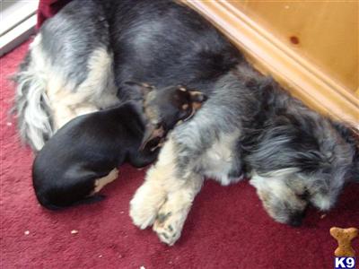 Dogs for Sale in MD