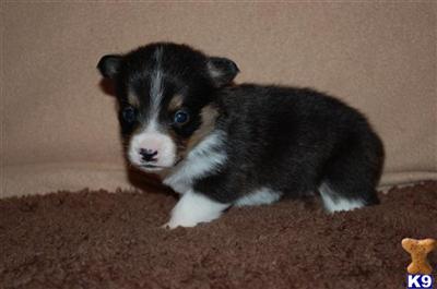 Pembroke Welsh Corgi Puppies for Sale