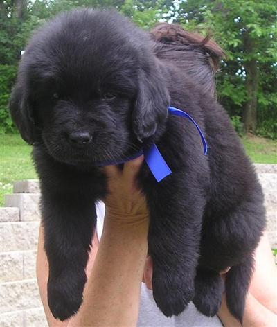 Newfoundland Puppies for Sale