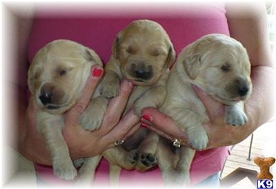 Puppies in WI