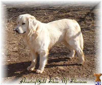 Stud Dogs - Golden Retriever