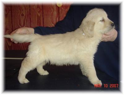 Puppies in WI